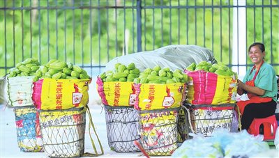 补齐冷库物流短板 打通佛手瓜产销全链条